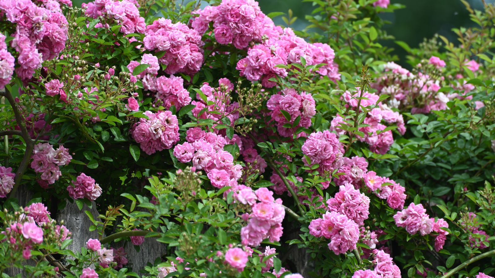 A close-up shot of a composition of vibrant ruffled pink flowers of the 'Peggy Martin' Climbing Rose, growing alongside their green leaves in a well lit area outdoors