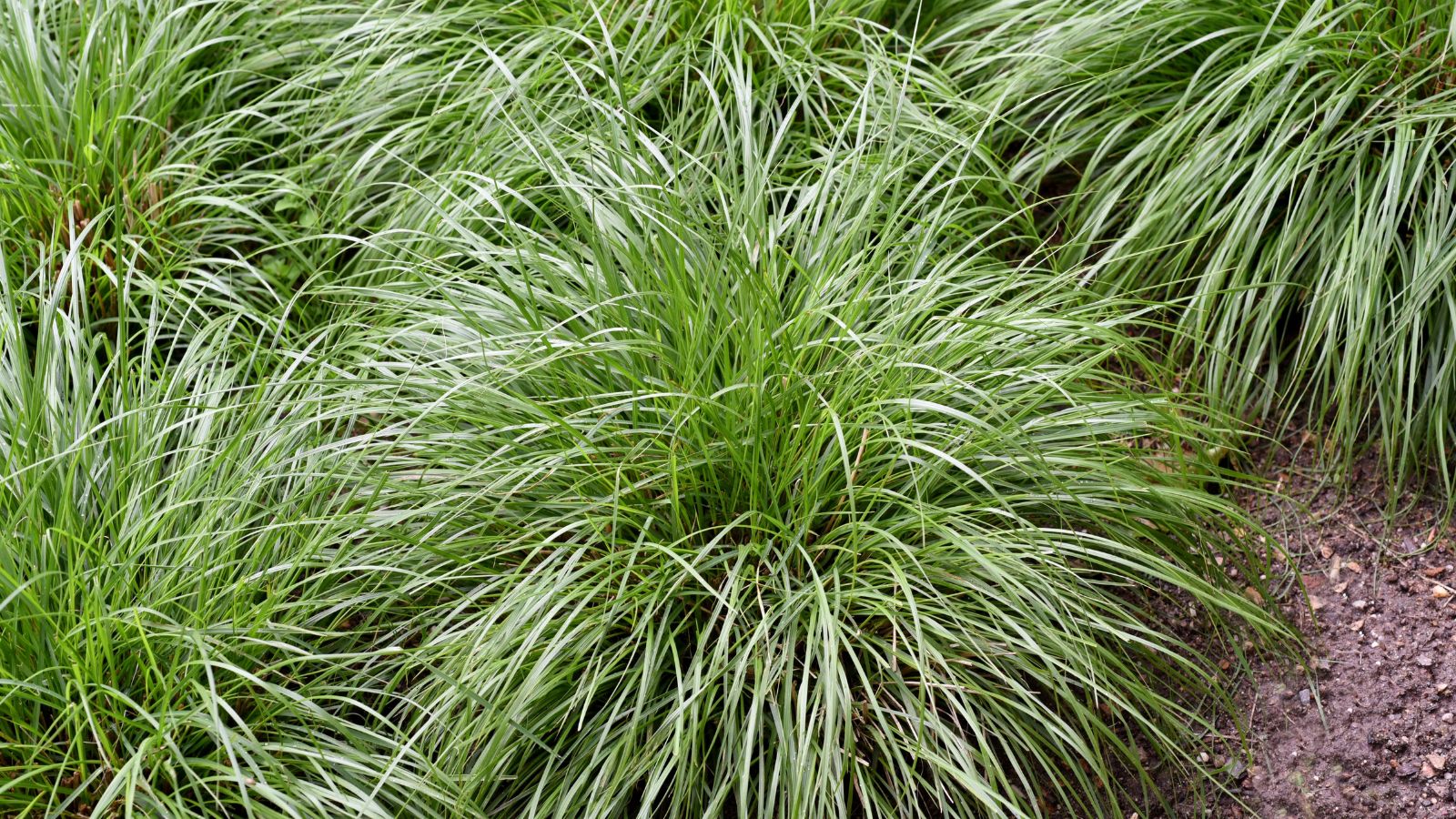 An overhead and close-up shot of a large composition of slender, green blades of the Pennsylvania Sedge, all situated in a well lit area outdoors