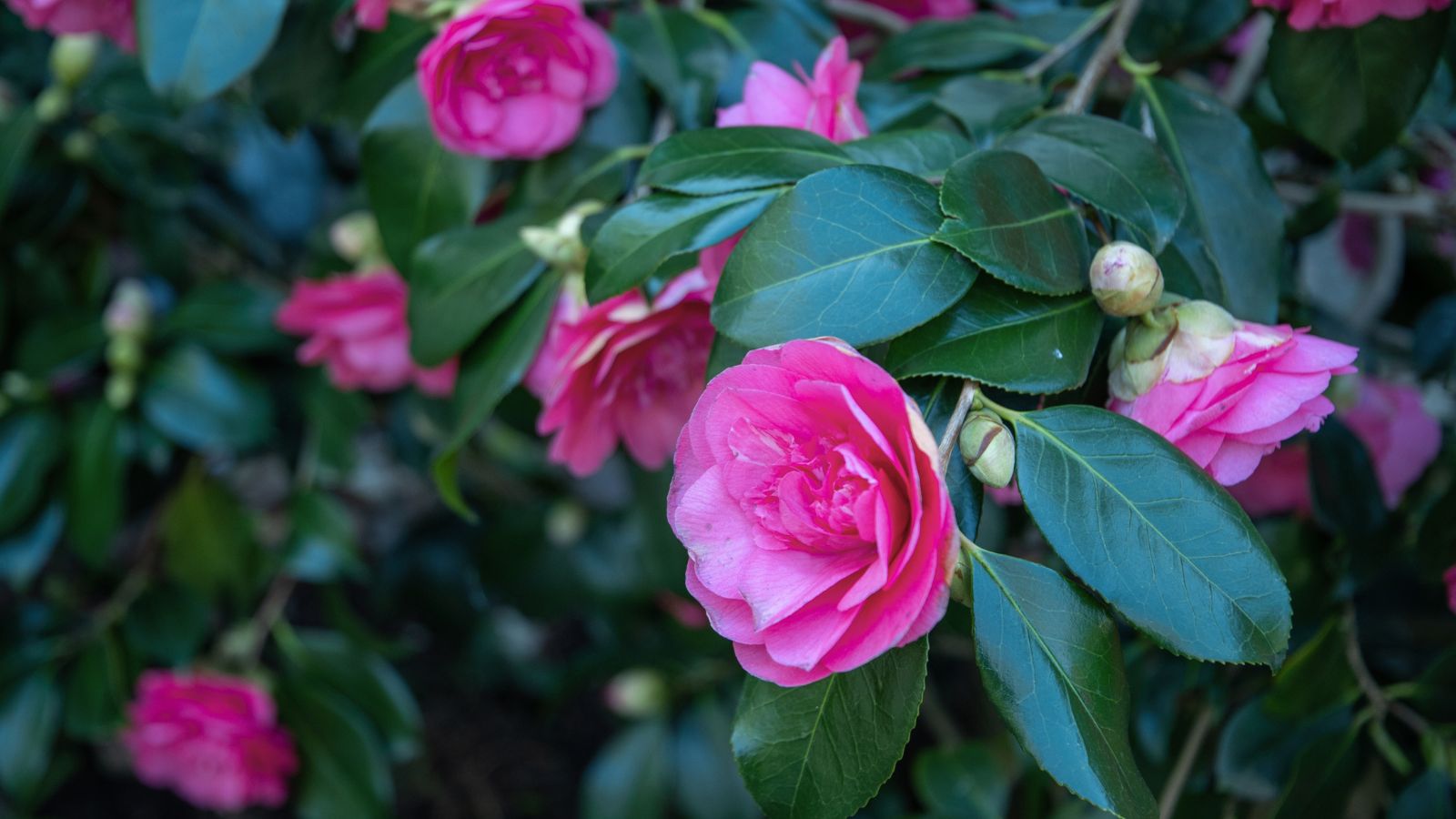 A close-up shot of a composition of vibrant purple-pink colored flowers and dark-green leaves of the 'Purple Haze' Camellia