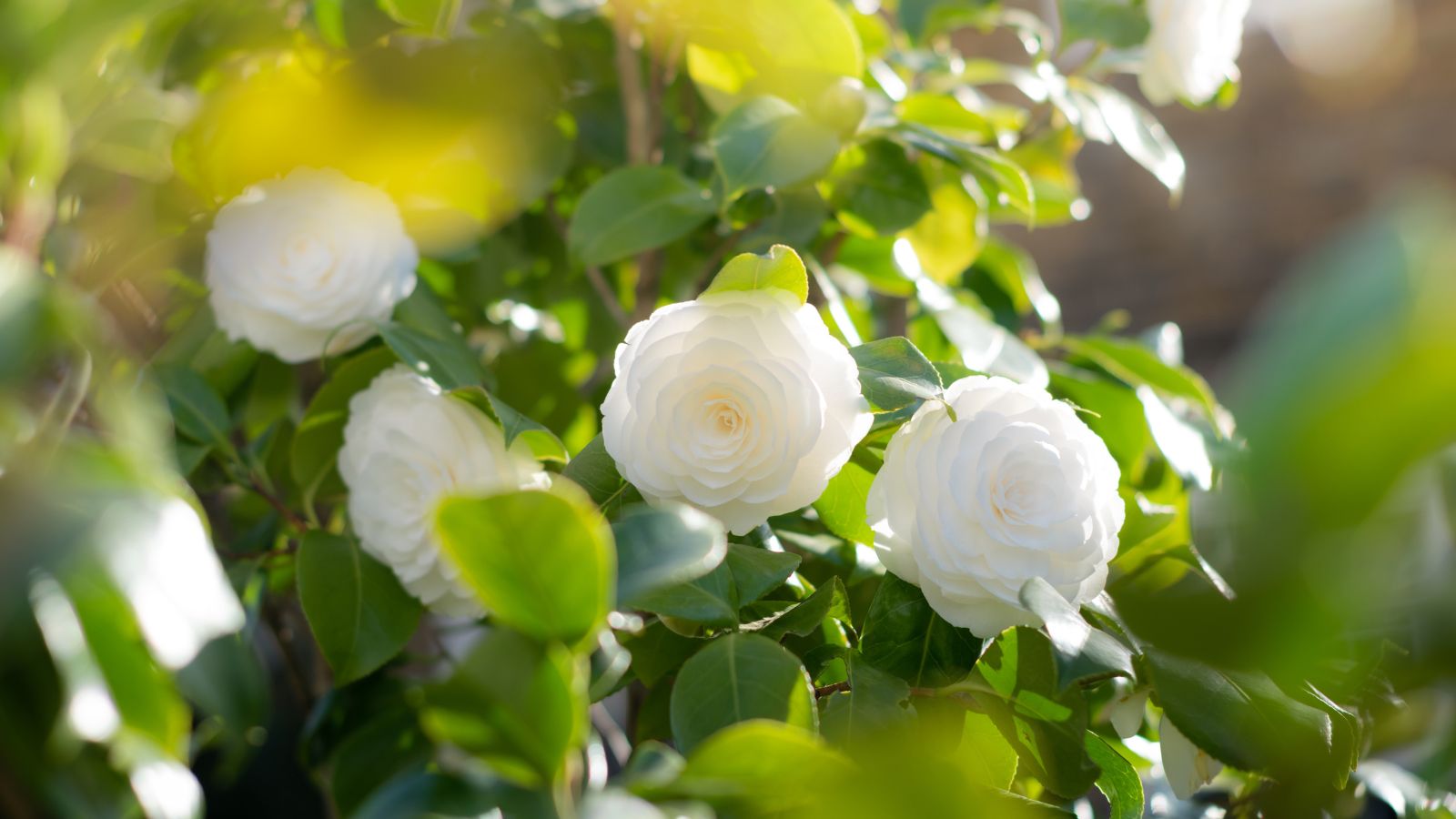 A close-up shot of a small composition of double-petaled white delicate flowers and green leaves of the 'Sea Foam' Camellia