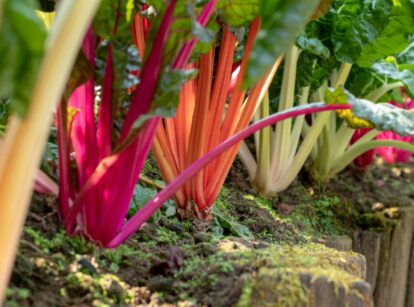 Rainbow-colored stems of swiss chard topped by crinkly green leaves grow in the garden.