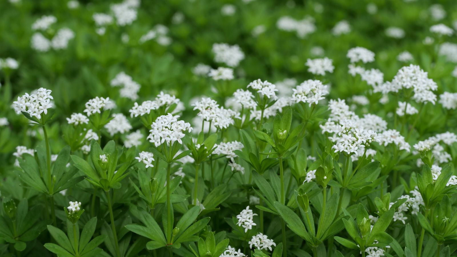 A close-up shot of a large composition of clusters of dainty white flowers atop their green stems and leaves called the Sweet Woodruff, all situated outdoors