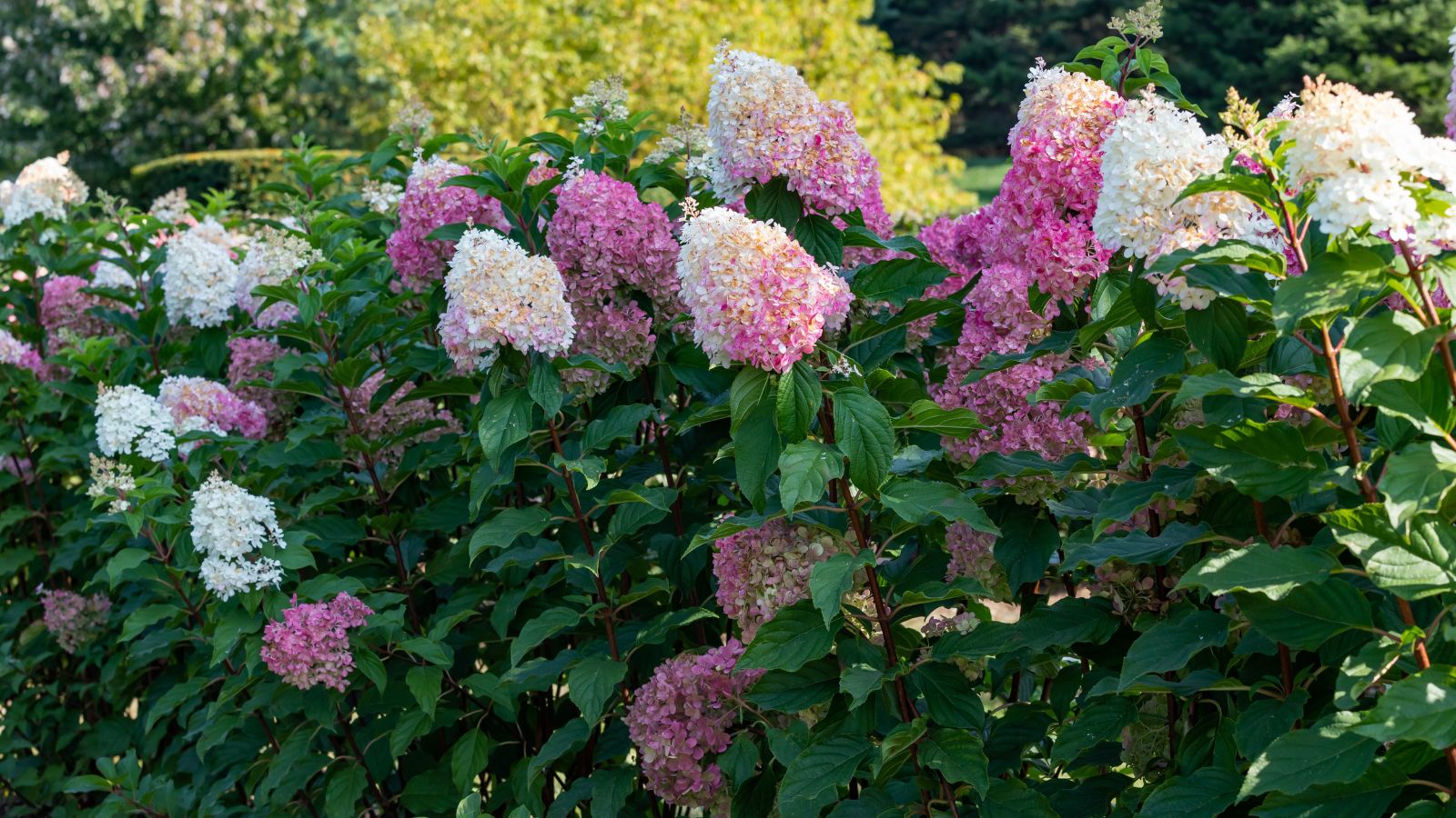 A close-up shot of a composition of dark-green leaves and conical pink and white colored clusters of flowers of the 'Vanilla Strawberry' Hydrangea