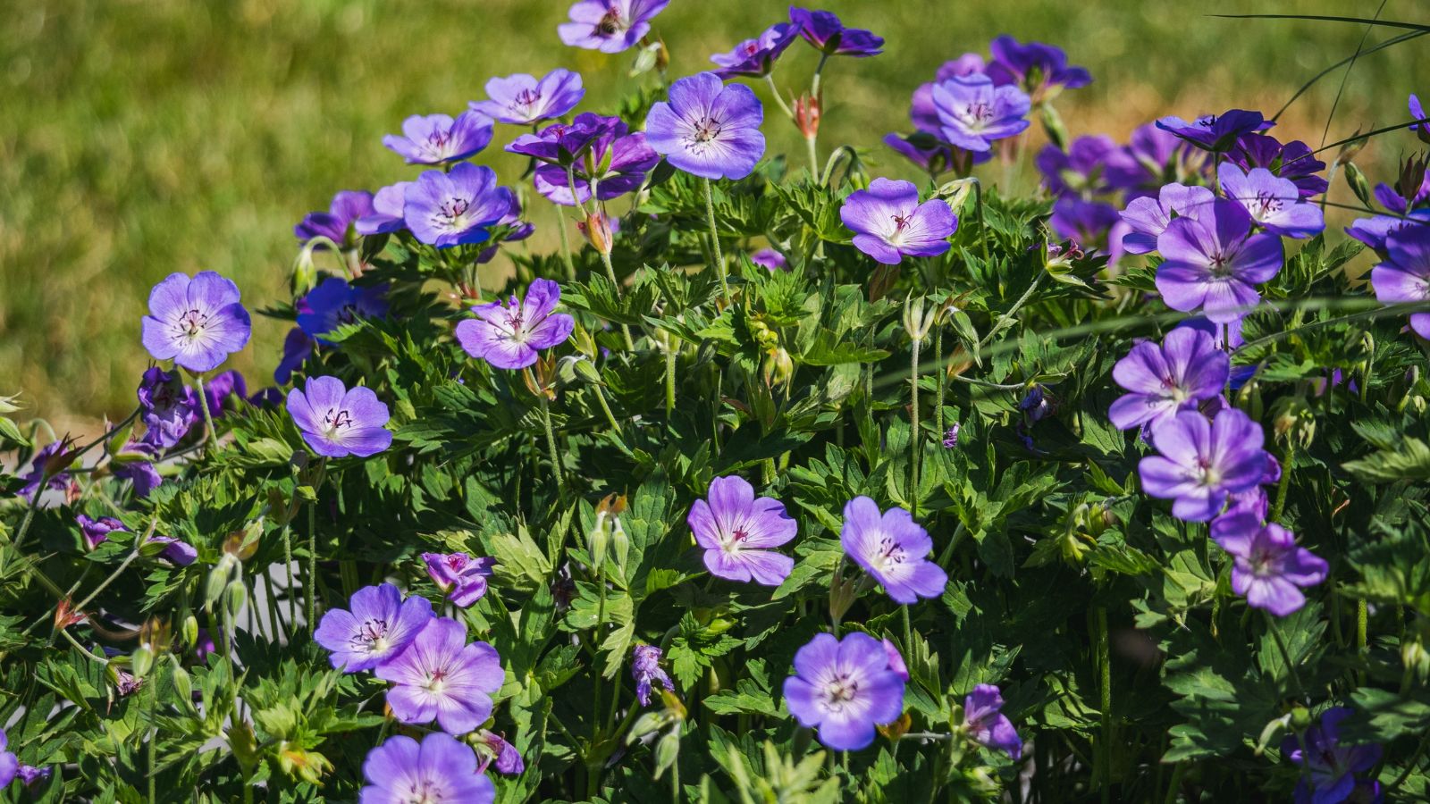 A close-up shot of a composition of vibrant purple colored flowers of the Wild Geranium, all growing alongside their green foliage and basking in bright sunlight outdoors