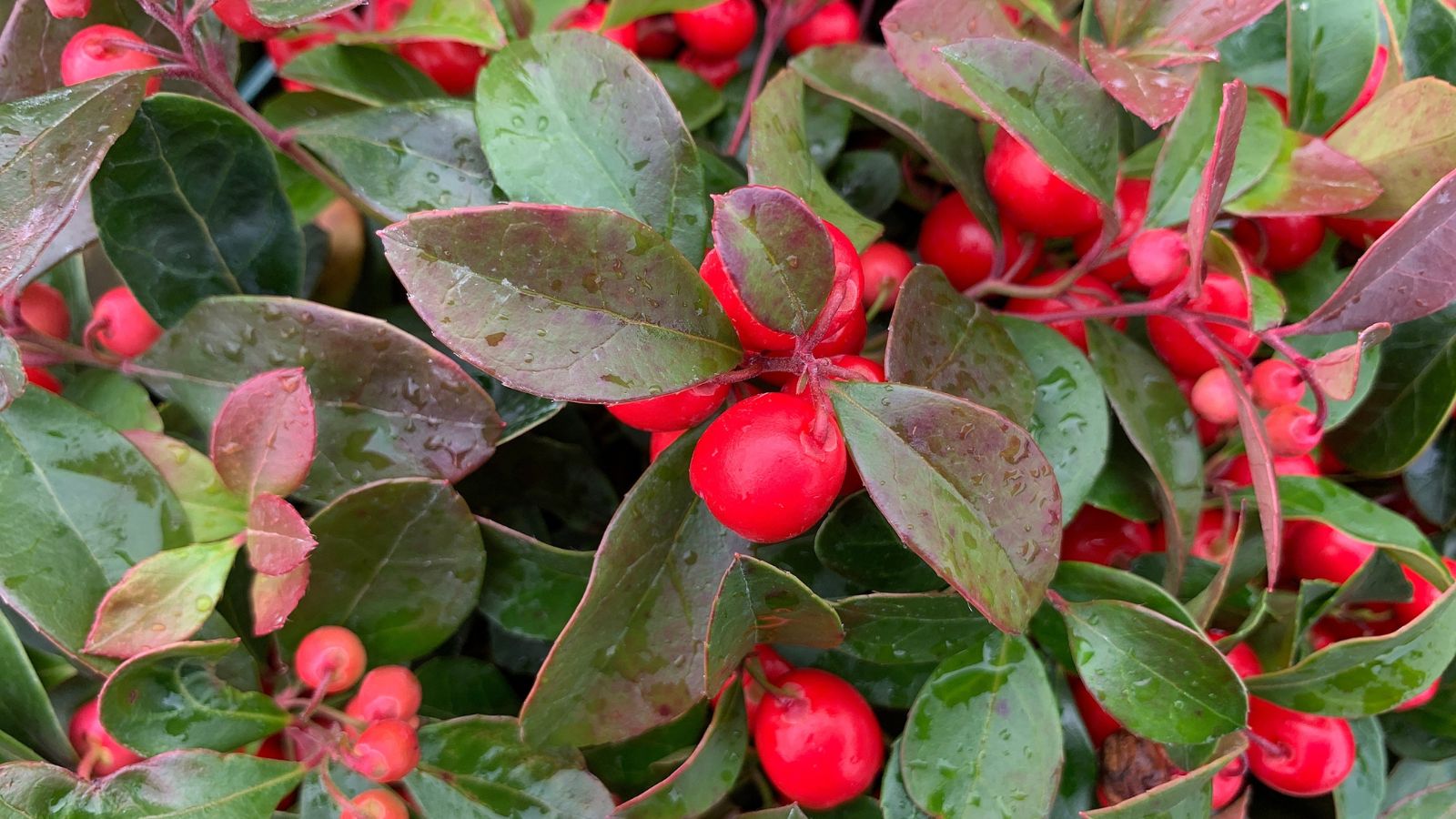 A close-up shot of a low growing plant, showcasing its glossy red-green leaves alongside red, round berries of the Wintergreen, all covered in droplets of water outdoors