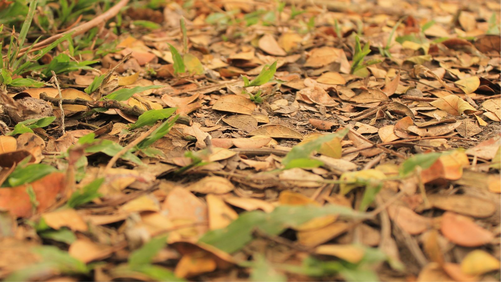 A close-up shot of a large composition of fallen and dried leaves on the ground, all situated in a well lit area