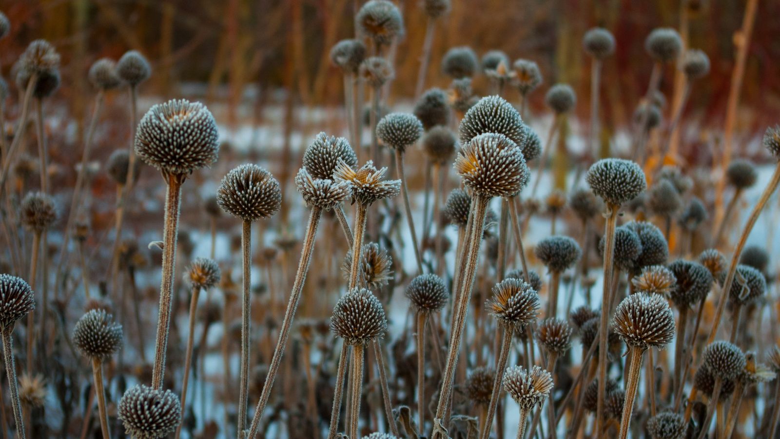 A close-up shot of a large composition of flower seed heads during the frost, all situated in a well lit area outdoors
