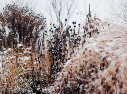 A close-up shot of a large composition of various plants and flowers covered in snow during the winter, showcasing November garden tasks