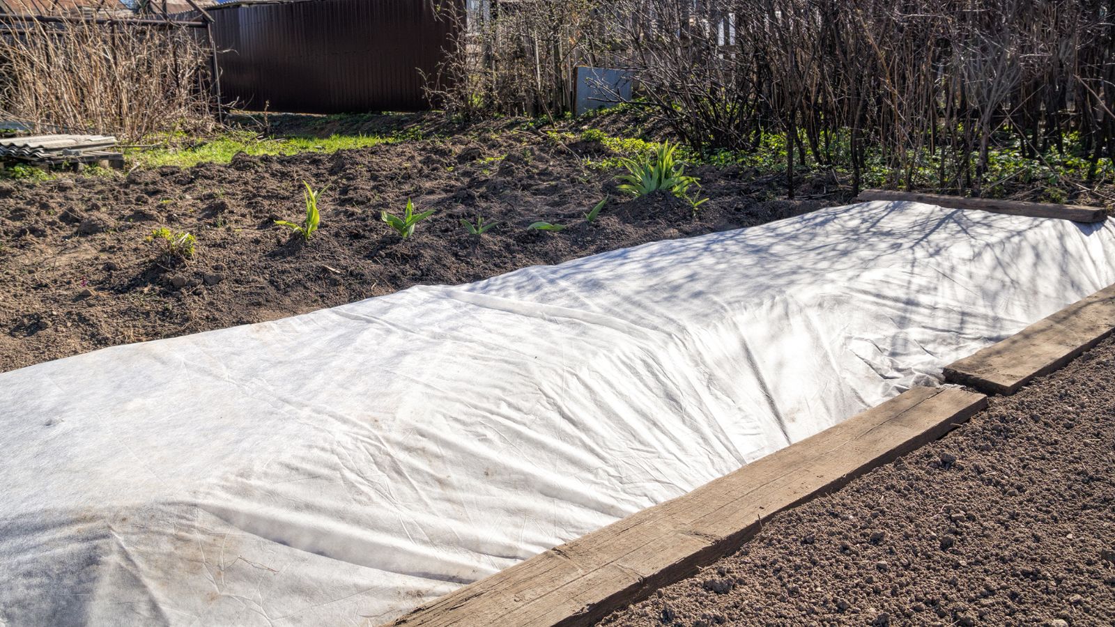 A close-up shot of a large white frost cloth draped over a bed in a yard area, with the cloth held down by several wooden planks