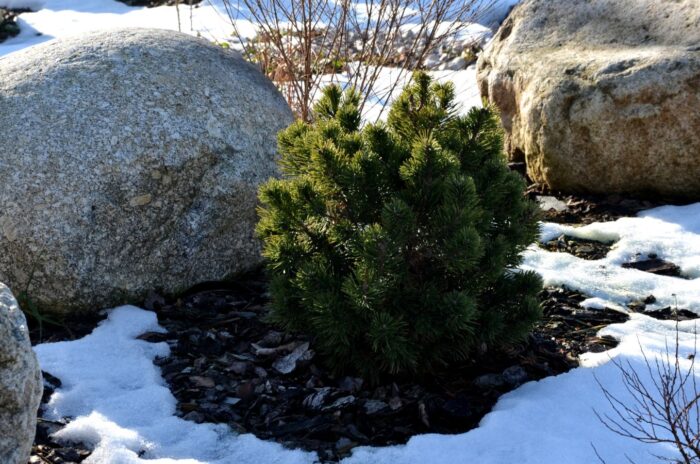 A close-up shot of a mulched ornamental plant, with its surroundings covered in snow, showcasing season extension methods