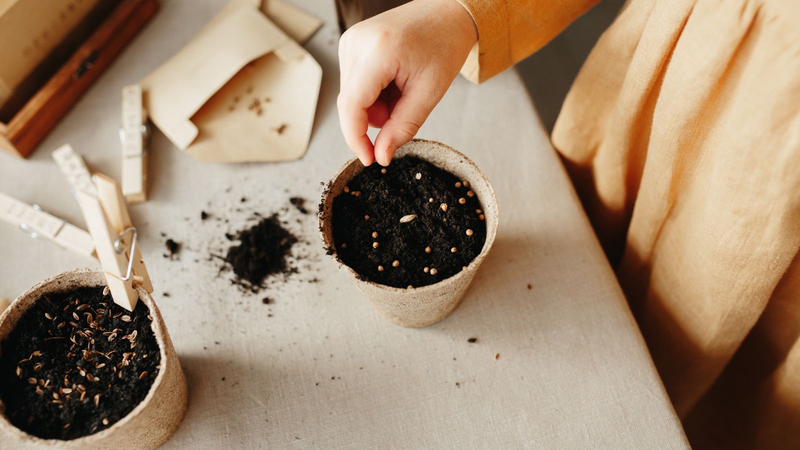 A girl sprinkling herb seeds into a container or germination, placed on a white table indoors