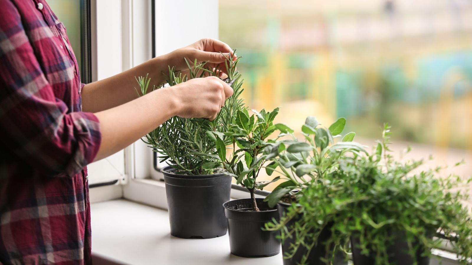 A girl working on potted herbs placed near the window, arranged in a row on the white surface with abundant sunlight