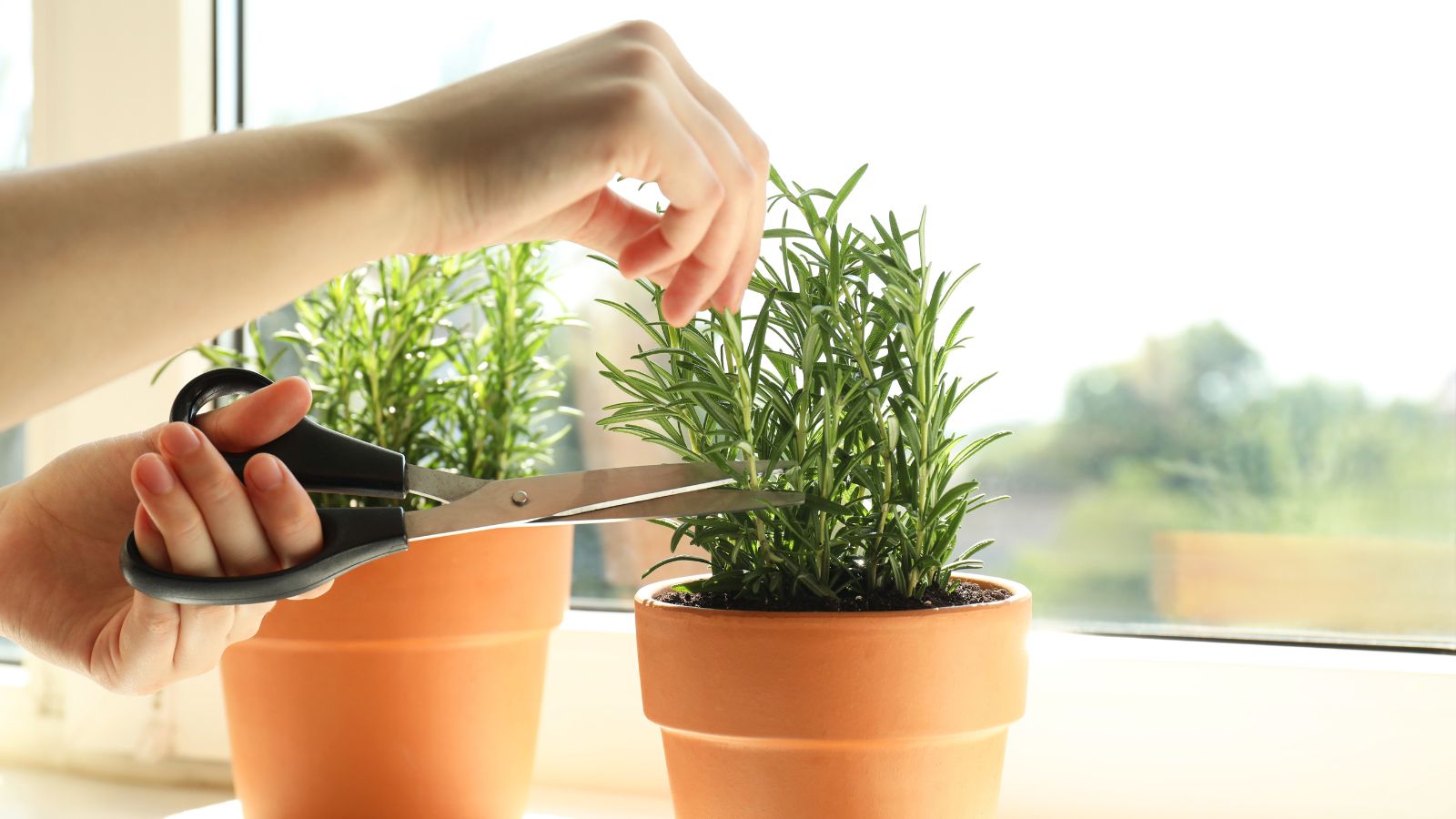 A person holding a potted herb and cutting pieces to harvest them, with  the plants looking healthy and lush under the sunlight
