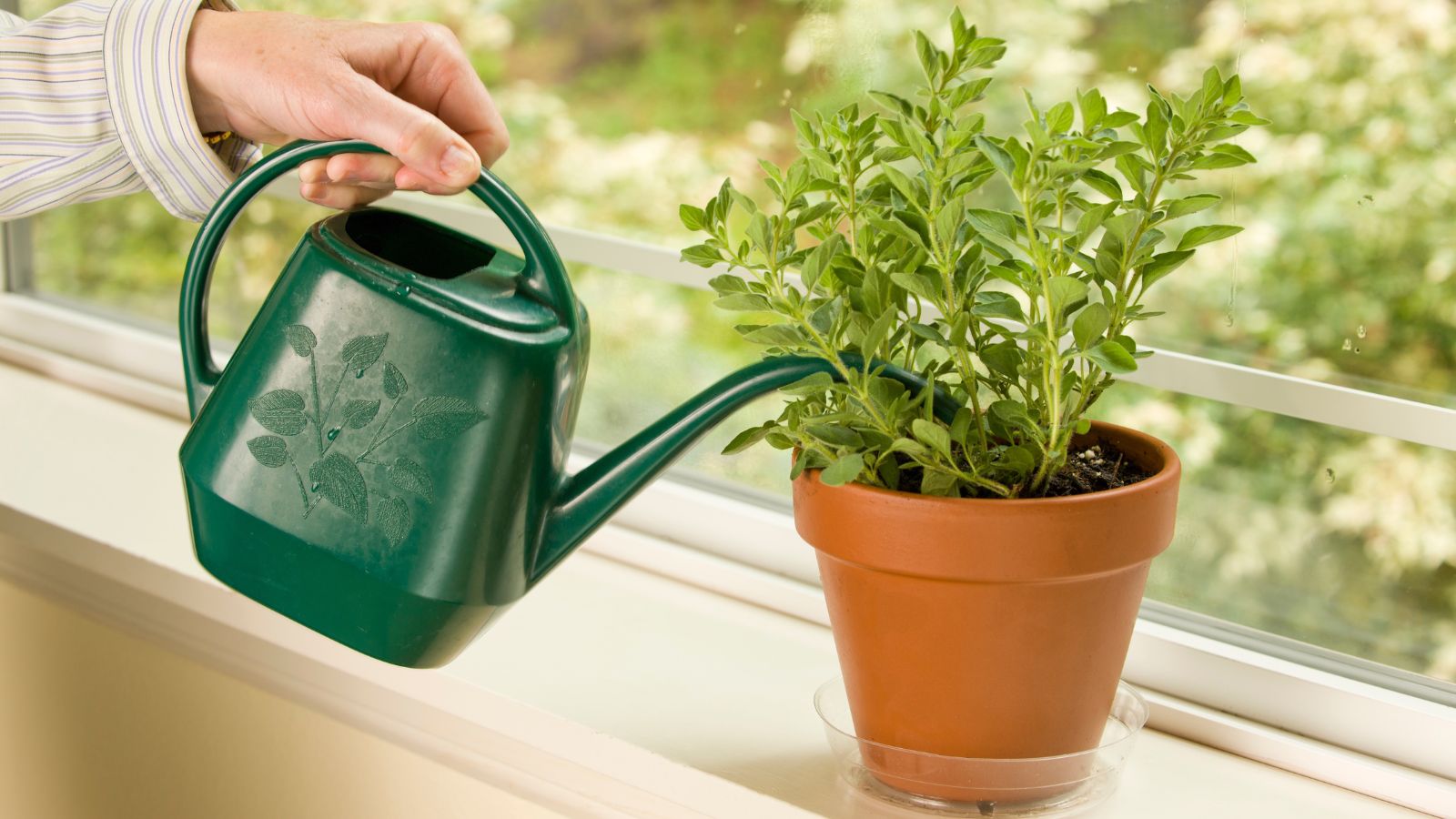 A potted herb on the windowsill, being watered by a person using a green watering can under the bright sunlight