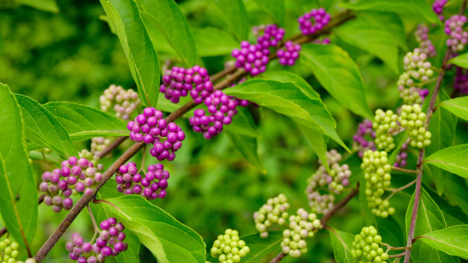 A closeup of the fruits of the American Beautyberry appearing to have a neaon pink color among pieces that are still green surrounded by vibrant green leaves