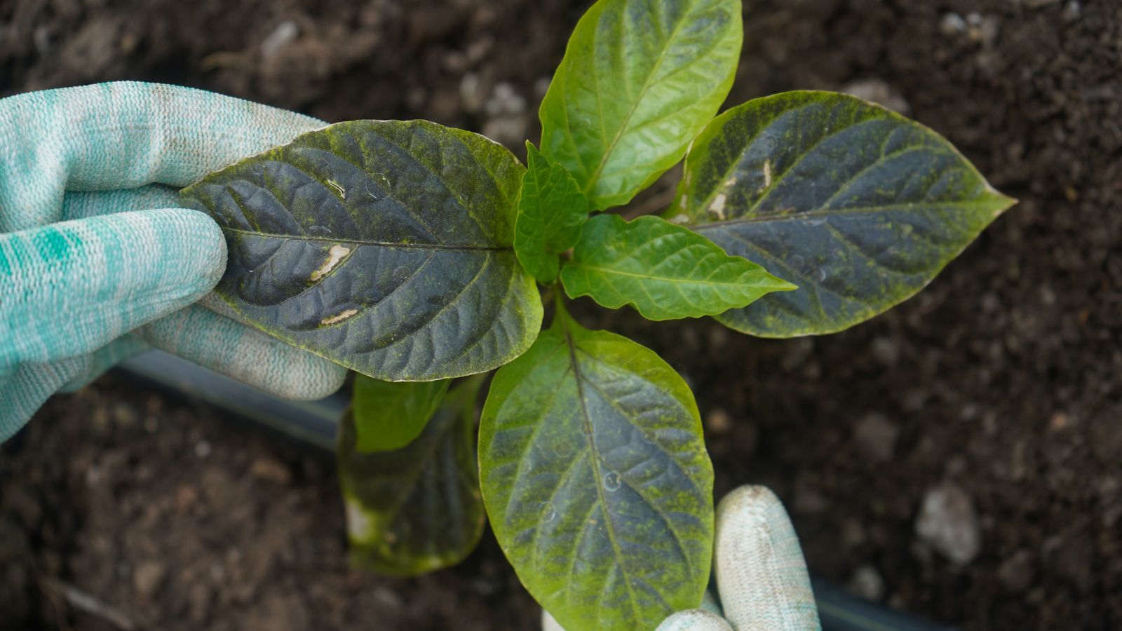 An overhead and close-up shot of a person wearing gloves to inspect a diseased plant placed on rich soil outdoors
