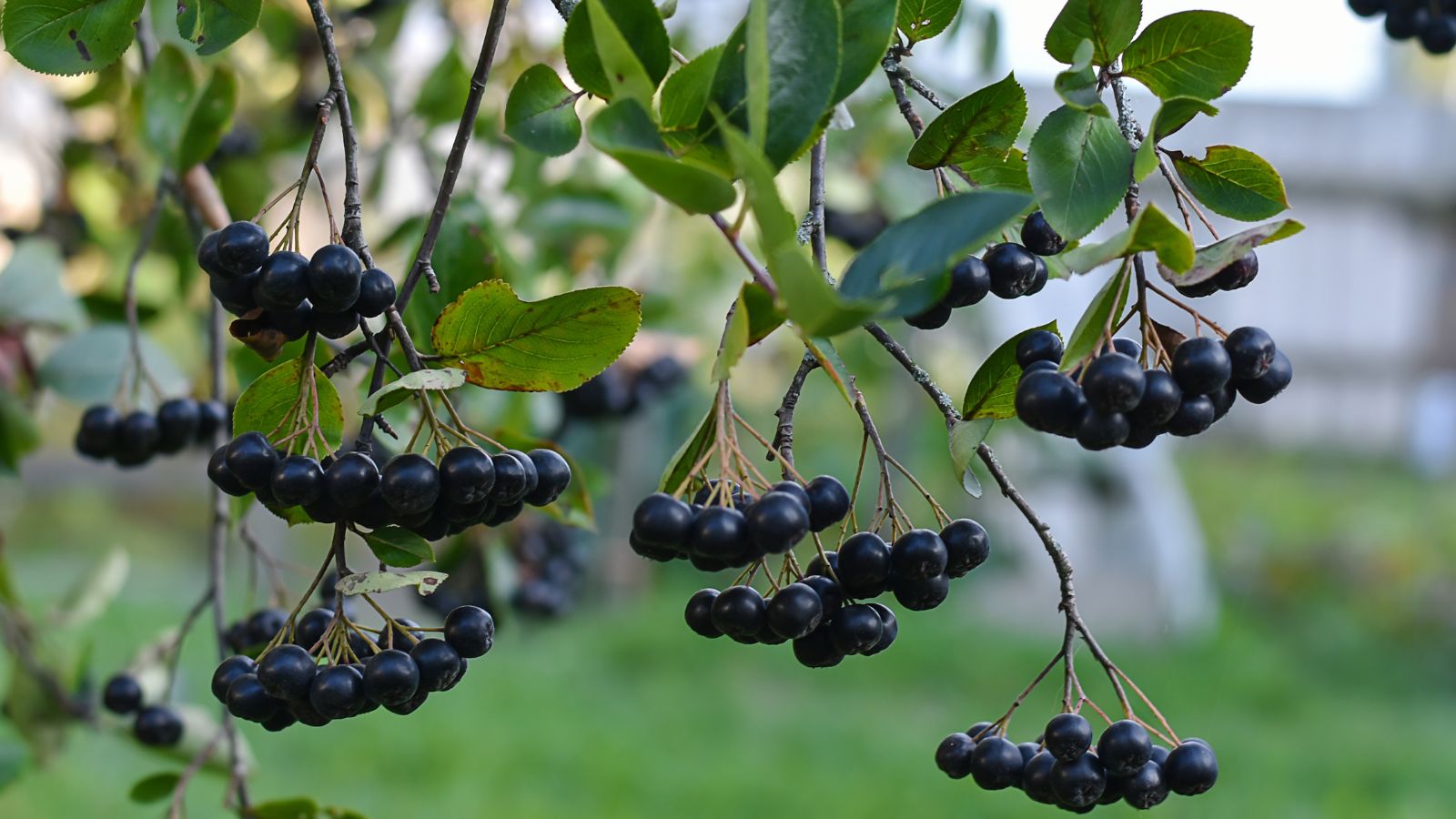 Multiple clusters of the Black Chokeberries dangling from a shrub with woody stems and deep green leaves