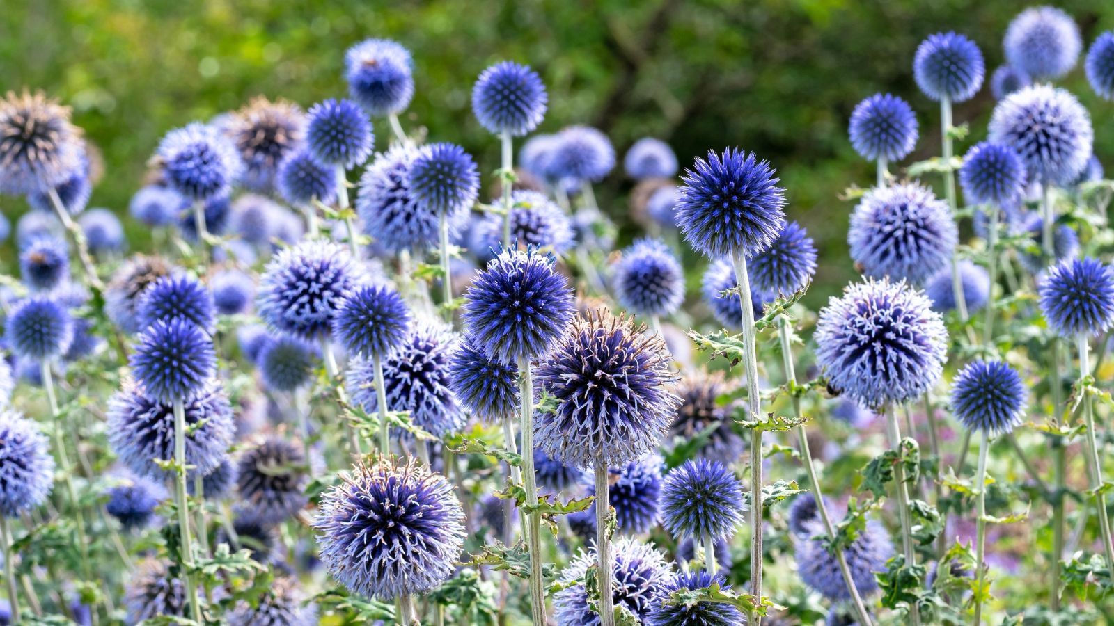 An area covered in Blue Globe Thistle appearing like round blue flower balls with spikes surrounded by bright green foliage
