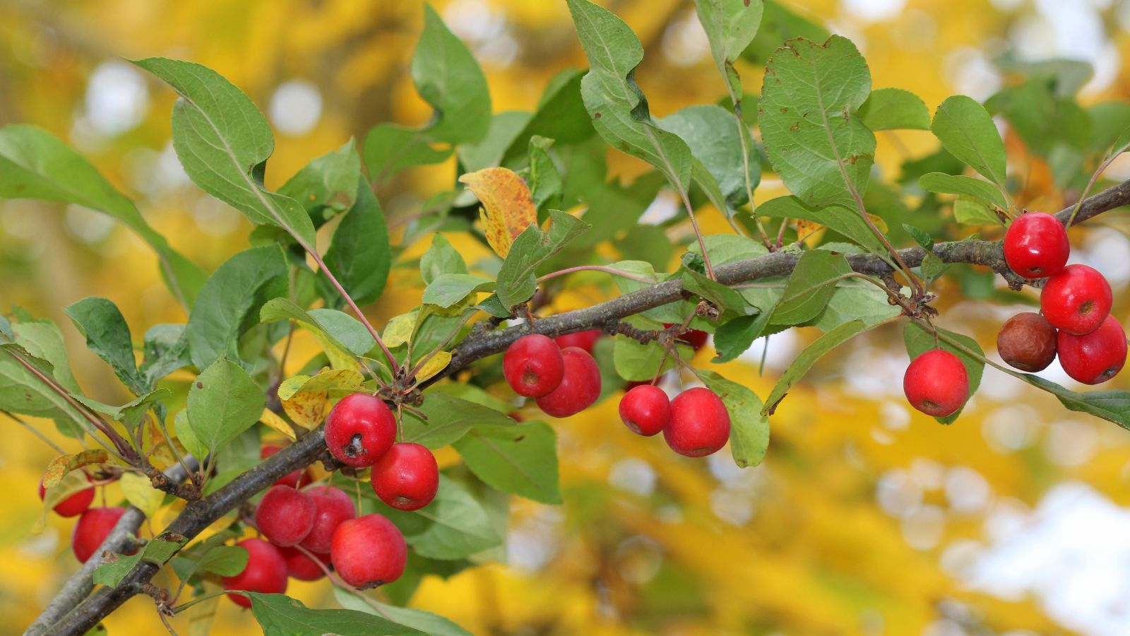A woody branch with countless round fruits of a small Crabapple tree with lovely green leaves