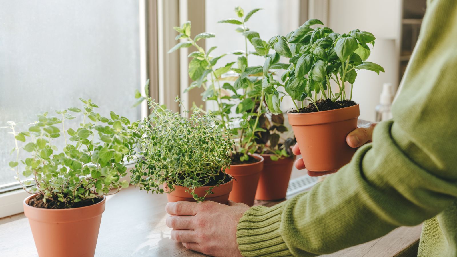 A person wearing a green shirt placing herbs near the window, having bright light leaking into the space