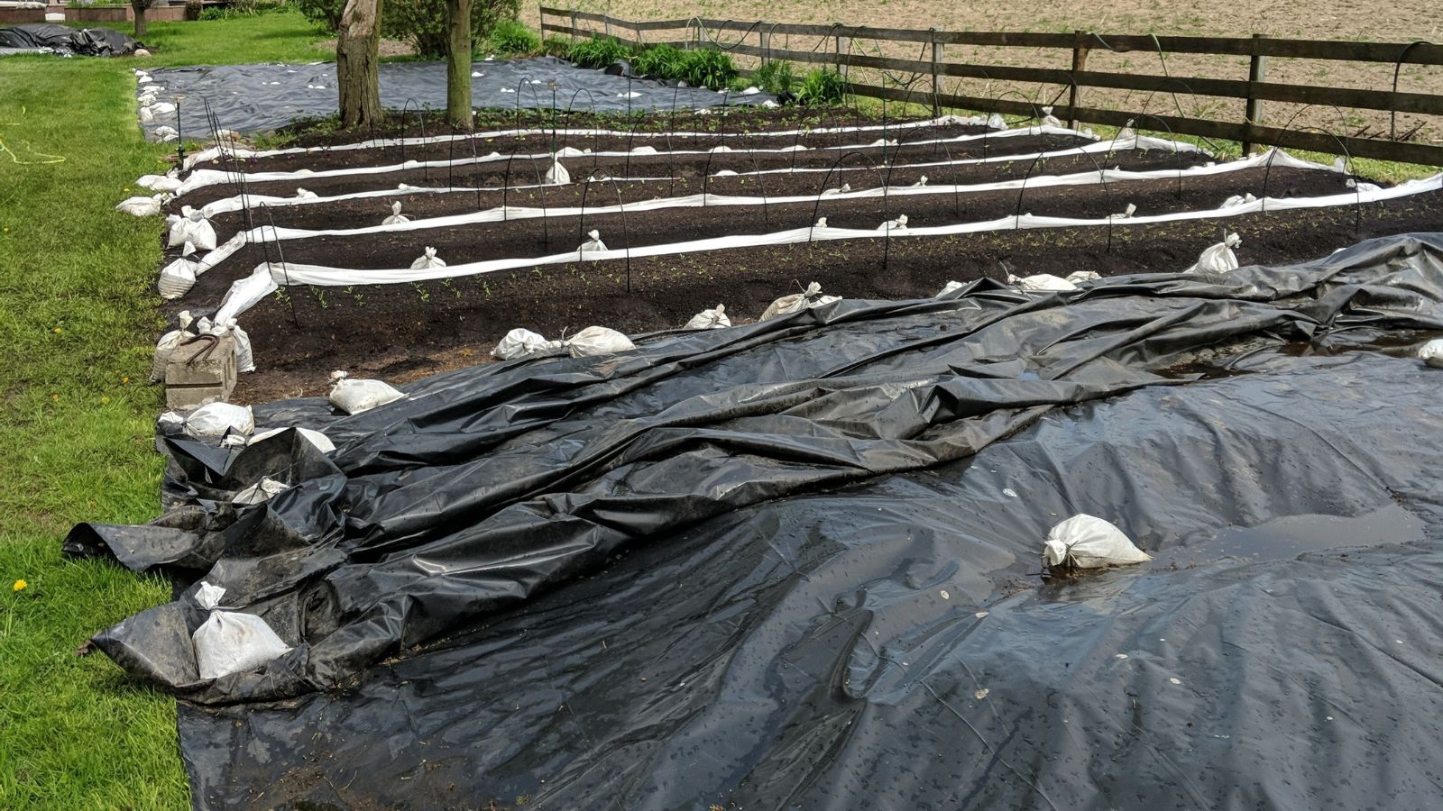 Multiple raised garden beds covered with tarps , with heavy white sacks placed to weigh them down to the bed's surface