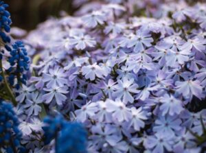 A closeup shot of shade perennials, appearing to have large clusters of countless blooms placed somewhere without much sunlight